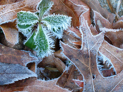 Hoarfrost by Jean Paley