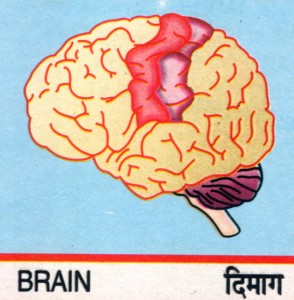 Brain01