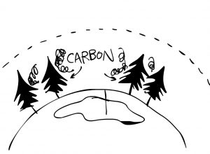 Figure 4: Trees fix atmospheric carbon